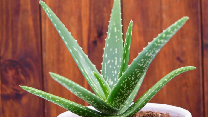 8 benefits of aloe vera beyond healing sunburn